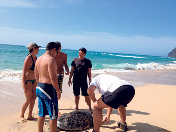Good Samaritans helping a honu with a cracked shell at Polihale get help
