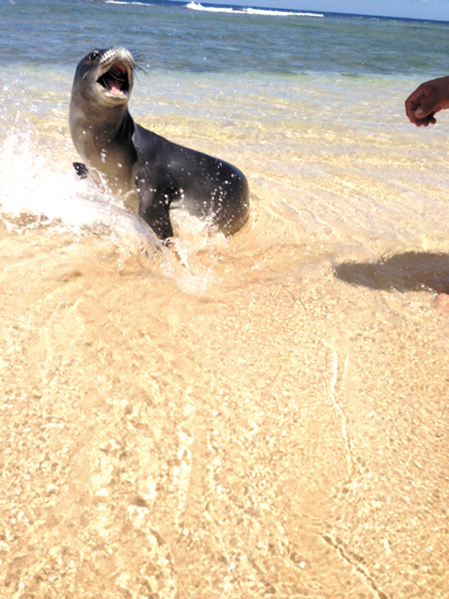 An overzealous visitor gets too close to a young monk seal at Ke‘e Beach | Photo courtesy Susan Veingrad