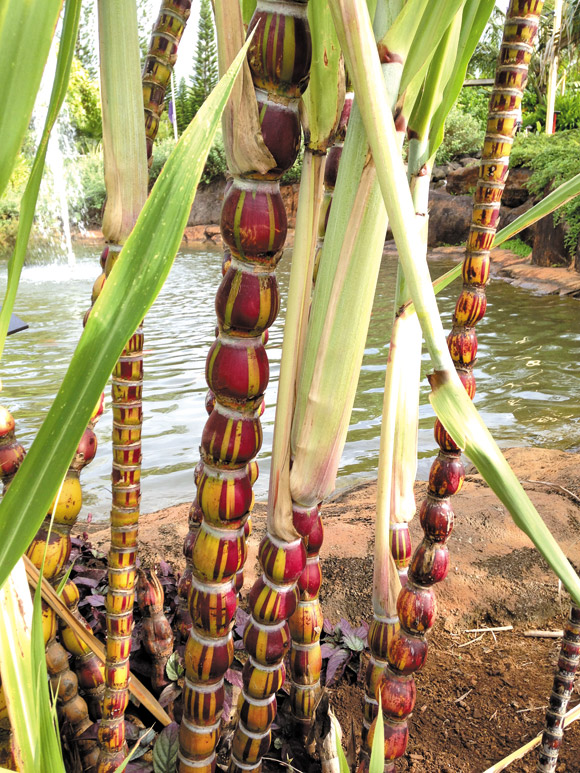‘Pregnant sugarcaneâ€™ is one of many botanical surprises at the course