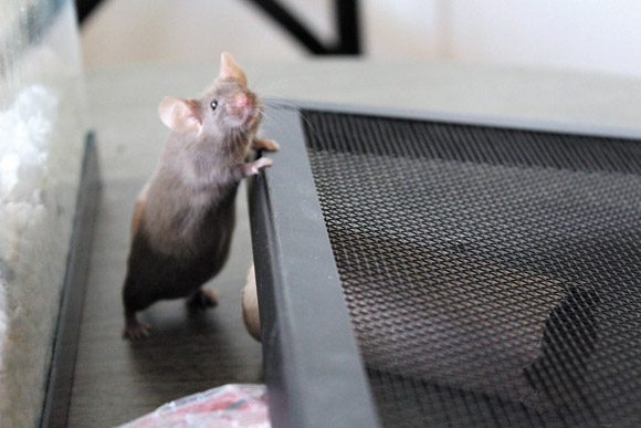 Marilyn the mouse offers an endearing pose that appeals for sympathy from the sometimes meddlesome human around the corner to feast species | Jayna E. McClaran photo