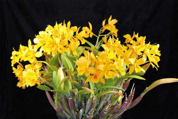 Garden Island Orchid Society Hosts Annual ‘Spring Fantasy' Show  >> It'll be a burst of spring in Hanapepe when Garden Island Orchid Society hosts its annual show March 27 and 28 at United Church of Christ. The show runs from 1 to 7 p.m. Friday, and 9 a.m. to 4 p.m. Saturday, with plenty of orchids, crafts and food for sale. Admission is free. For more information, call 742-0333 or visit thegardenislandorchidsoci ety.org. Photo courtesy Ada Koene 