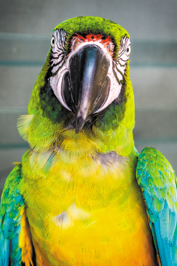 The intense stare of a parrot 