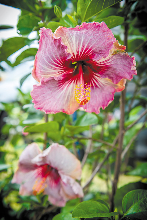 A ‘Me Oh My Oh' hibiscus grown by Kauai Island Growers 