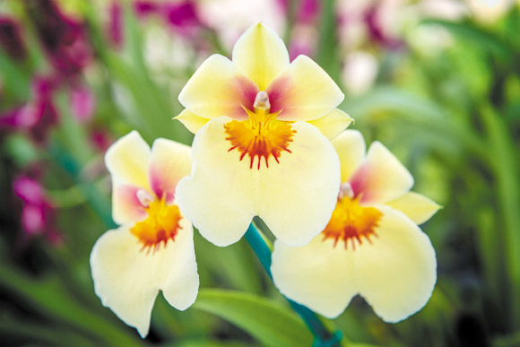 A pansy orchid grown by Hawaiian Orchid Source 