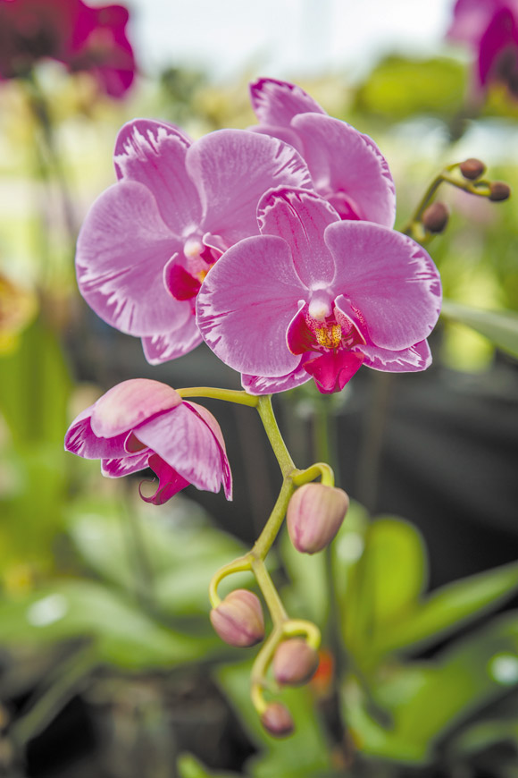 Does an orchid get any better-looking than this? 