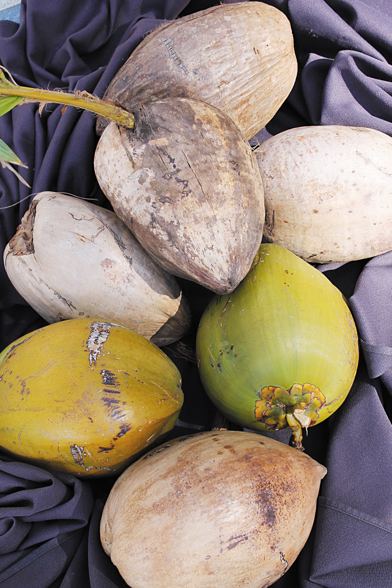 Among many uses, coconuts have medicinal value