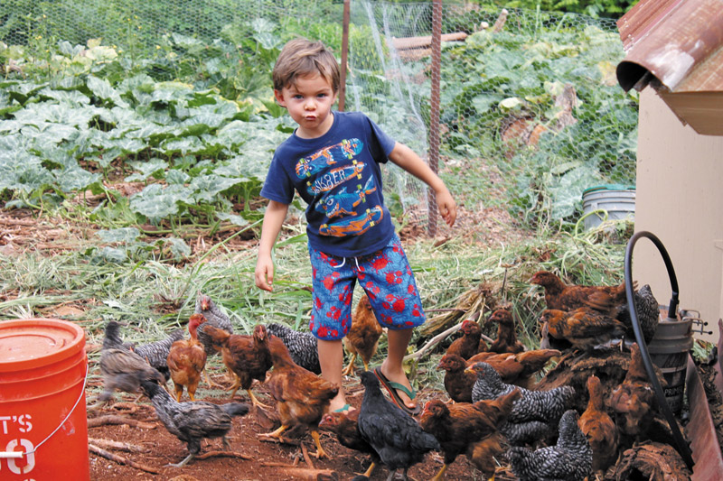 Snyder's son, Tekoa, playing with the chickens at Hale Puna 