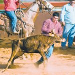 Clint Matias takes down a calf in chute dogging