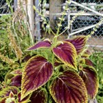 Amaranth in the garden