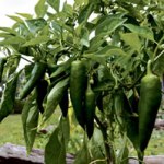 Spicy peppers