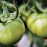 Second-gradersâ€™ tomatoes