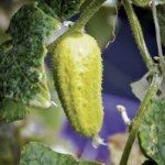 Preschoolersâ€™ cucumber
