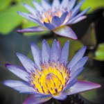 Kauai Nursery and Landscaping