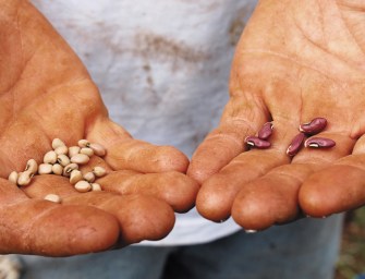 Seeds Of Sustainability